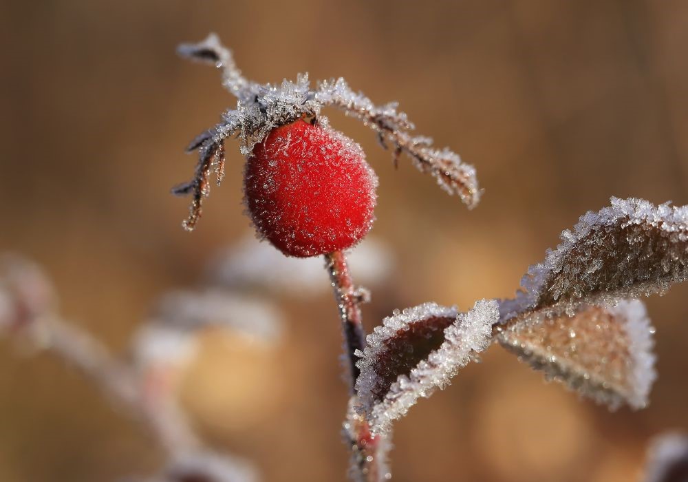 pianta in inverno